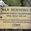 090716 - Mieszko Oak - 05