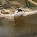 Zoo in Warsaw (25)
